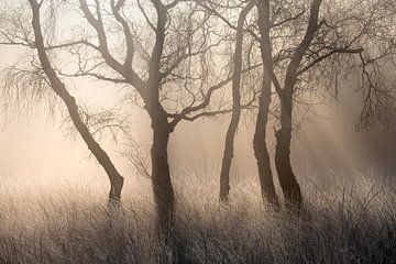 Warm licht op familie berkenbomen van Sander Grefte