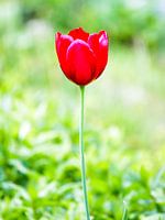 Red tulip on green background