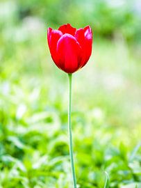 Red tulip on green background by Devin Meijer