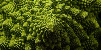 Design biophilique : Panorama de Romanesco vert
