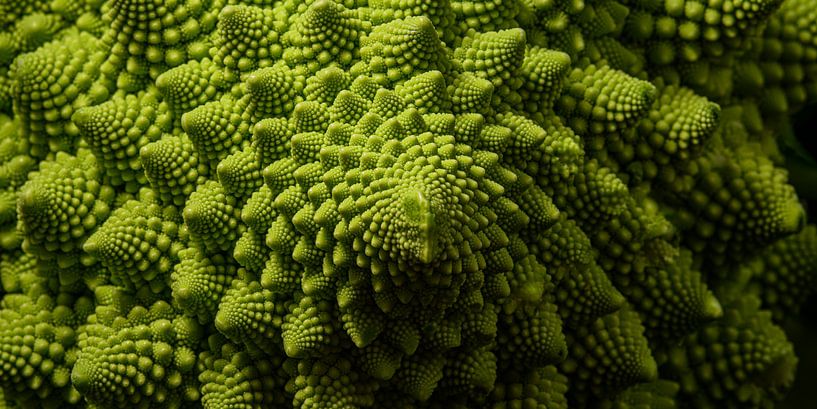 Panorama de Romanesco vert par Marjolijn van den Berg