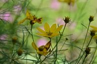 wirwar met gele bloemen von Pascal Engelbarts Miniaturansicht