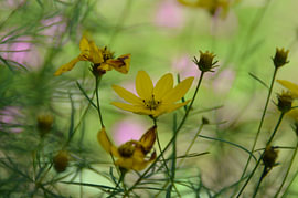 wirwar met gele bloemen von Pascal Engelbarts