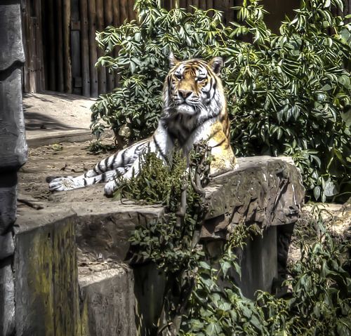 Prince of Predators by David Smets