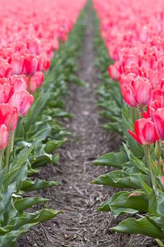Tulips in bloom by Edwin Nagel