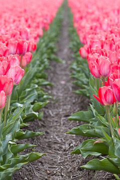 Tulpen in bloei van Edwin Nagel