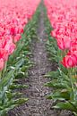 Tulpen in bloei van Edwin Nagel thumbnail
