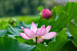 Lotus von ton vogels