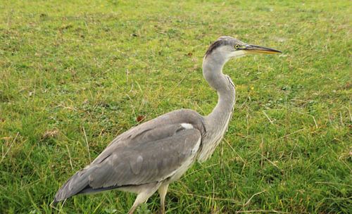 Reiger