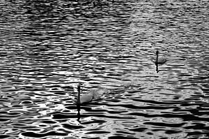 Sanfte Schwäne auf Wogendem Wasser – Ruhige Natur in Schwarz-Weiß