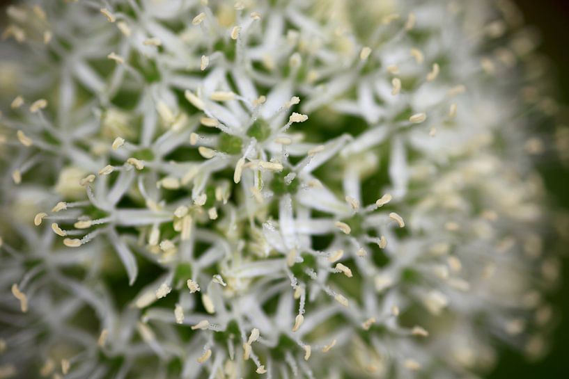 Alliantie van Thomas Jäger