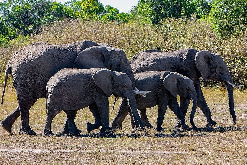 African Elephants by Peter Michel