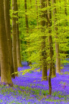 Wilde hyacinten bloemen in het bos in het voorjaar