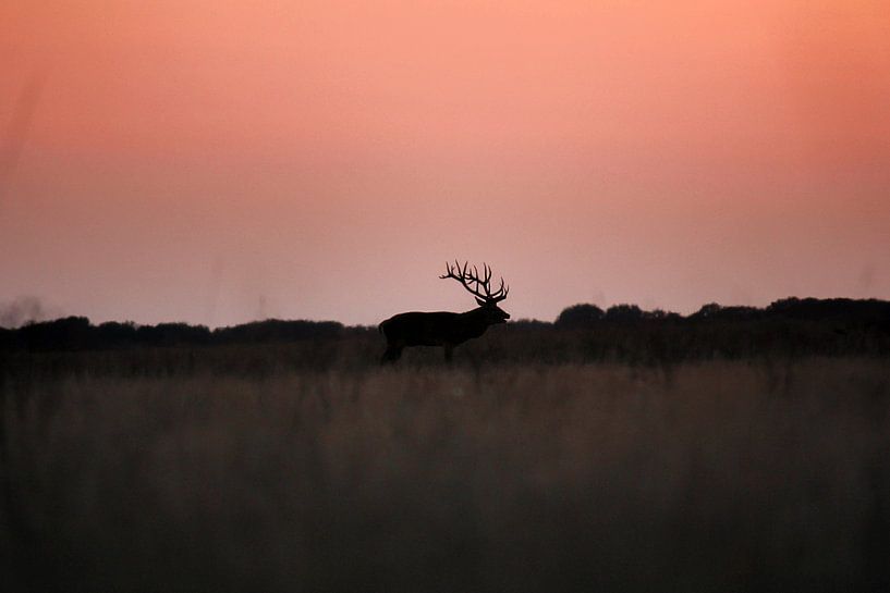 Silhouette eines Rothirsches von Iris Lobregt