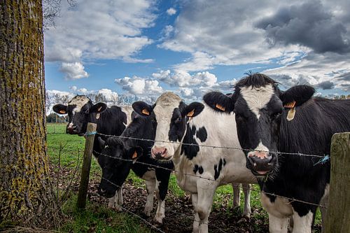 Les vaches langent sur la route