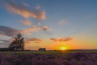 Zonopkomst bij de paarse heide en grafheuvels op de Regte Heide van Miranda Rijnen Fotografie thumbnail