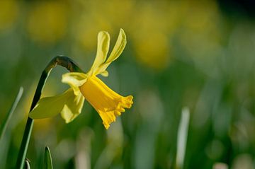Daffodil #1 by Anita van Hengel