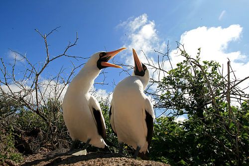 Masked Gannets