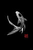 carp koi in black