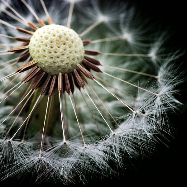 Uitgebloeide paardenbloem by Wil Wouters
