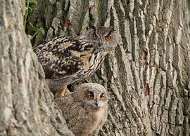 Uhu von hanny bosveld