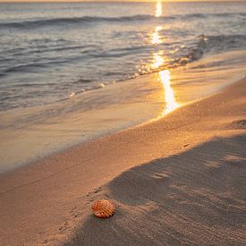 Goldene Sonnenuntergangsmuschel von Dagmar Pels