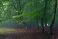 Mistig Lentebos in Brabant