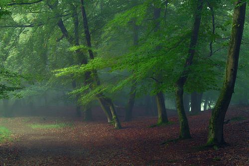 MIstig Spring Forest dans le Brabant