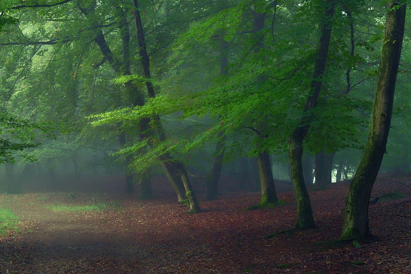 Mistig Lentebos in Brabant van Bas Ruiter