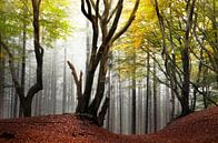 Arty trees in the Speulderbos by Rob Visser thumbnail