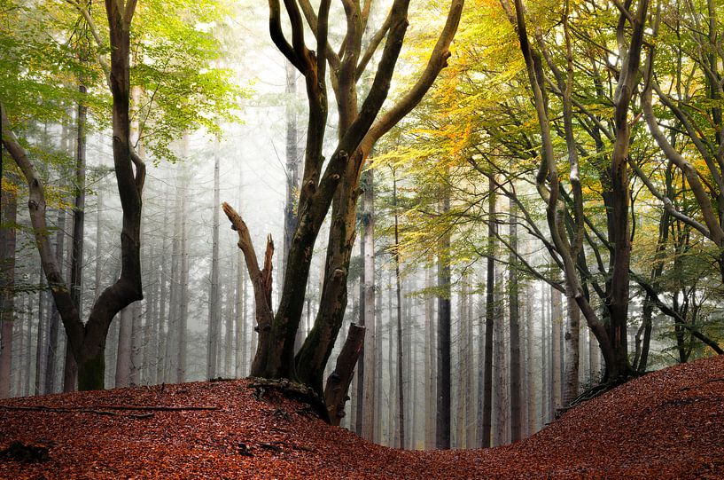 Arty trees in the Speulderbos by Rob Visser