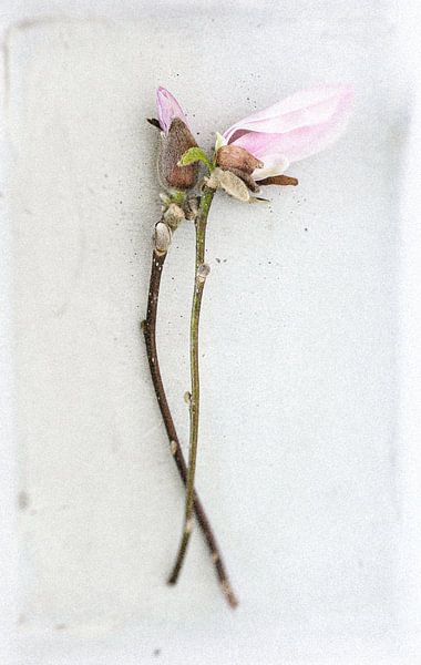 BLOSSOM ON A GREY BACKGROUND by Ilse Leijtens