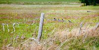 barn swallows in a row on barbed wire