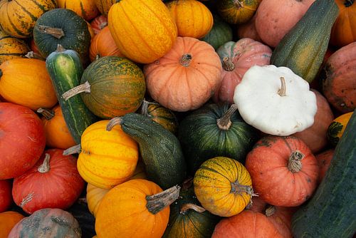 Verschillende pompoenen in de herfst