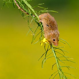 Dwergmuis van Quirina Kamoen
