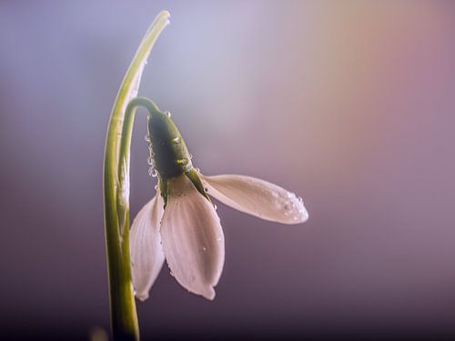 sneeuwklokje parelmoer licht