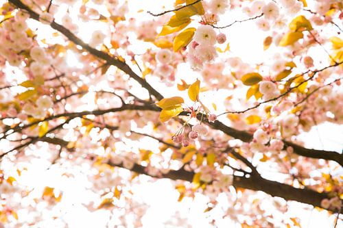 Zoete herfstkleuren in de lucht