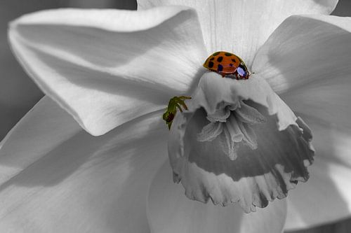 Kleine Blumenbesucher