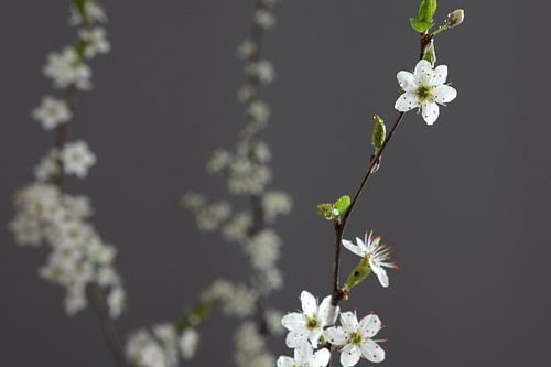 spring blossom