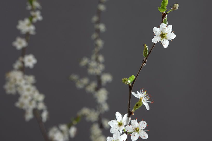 spring blossom by foto rodenboog