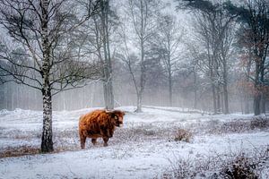 Schottische Highlander im Schnee 2 von Peter Smeekens