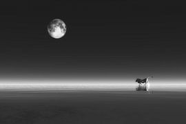 Klimawandel - Löwe von Jan Keteleer