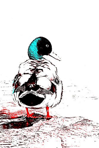 a mallard drake mixed media