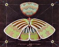 Vereine Schmetterling