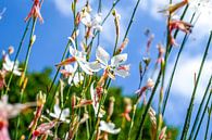filigraan bloesems tegen blauwe lucht van pixxelmixx thumbnail