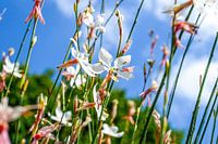 filigraan bloesems tegen blauwe lucht