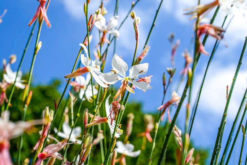 filigraan bloesems tegen blauwe lucht van pixxelmixx