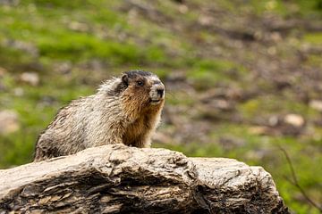 Rocky Mountains Marmot van Roland Brack