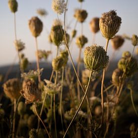 Wilde mediterrane Blumen bei Sonnenuntergang von Elles van der Veen