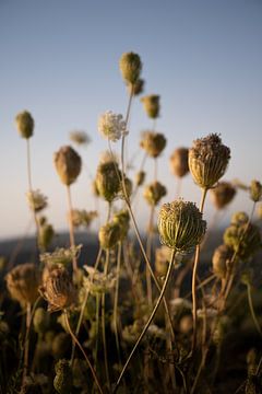 Fleurs sauvages méditerranéennes au coucher du soleil